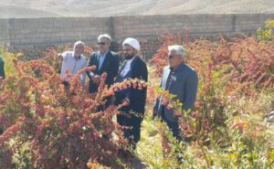 بازدید میدانی فرماندار شهرستان کوهبنان از مزارع زرشک روستای افزاد